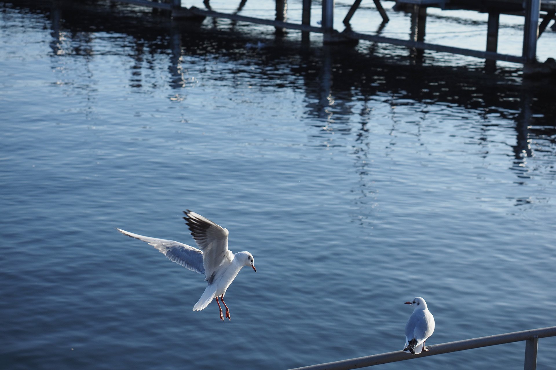 Olympus OM-D E-M1 Mark II: C-AF+Tracking, Bild 08